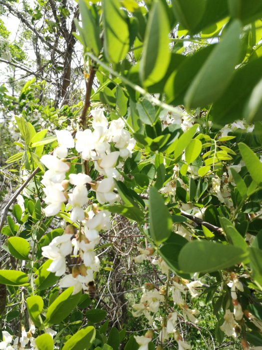 信州から初夏の味覚をお届け 天ぷらにニセアカシアの花房 | www.unimac.az