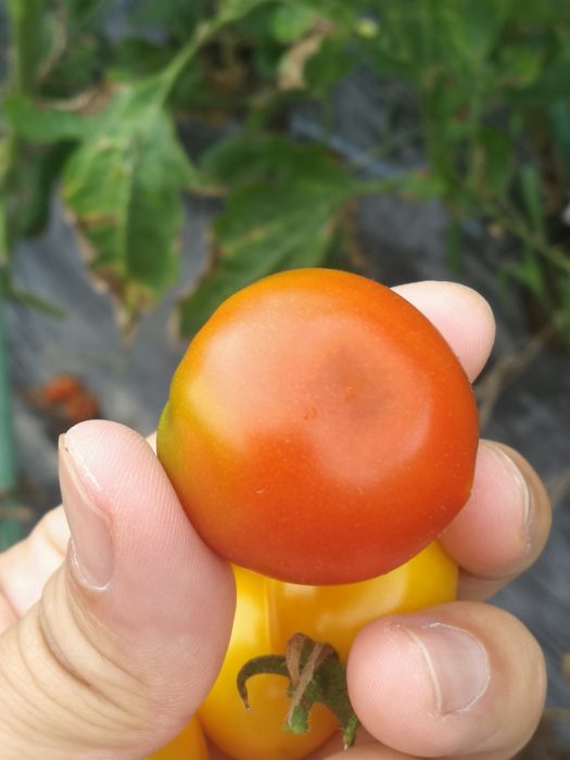 家庭菜園 トマトが腐るのは尻腐れ病 原因はカルシウム不足らしい ずくトラ ずくを出してトライする どんどんチャレンジ ずくトラ ずくを出してトライする どんどんチャレンジ